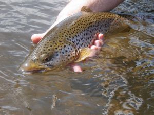 An 18 inch, brown trout caught by Dober (provided by Andrew Dober)