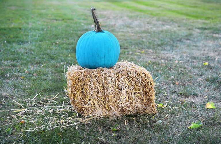 A teal pumpkin indicates a house that is giving out allergy-safe items to children with allergies on Halloween. Credit: Christine Leavenworth