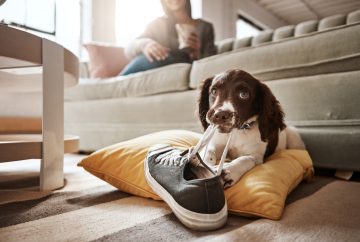 Dog sitting on the floor beside couch with sneaker laces in mouth