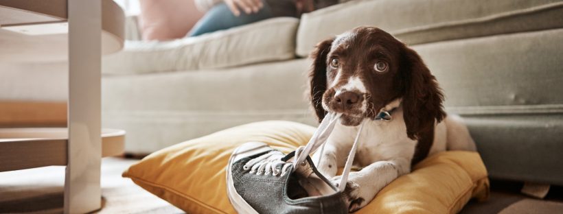 Dog sitting on the floor beside couch with sneaker laces in mouth