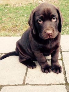 picture of a chocolate lab puppy