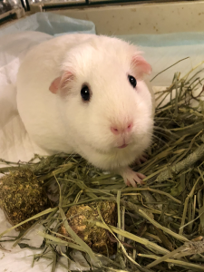 Picture of a white guinea pig