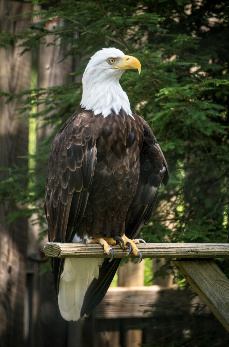 Picture of a bald eagle