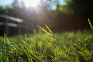 Blades of grass and sun