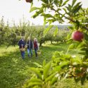 Picture of a family apple picking