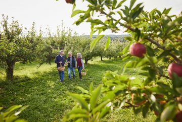 Picture of a family apple picking
