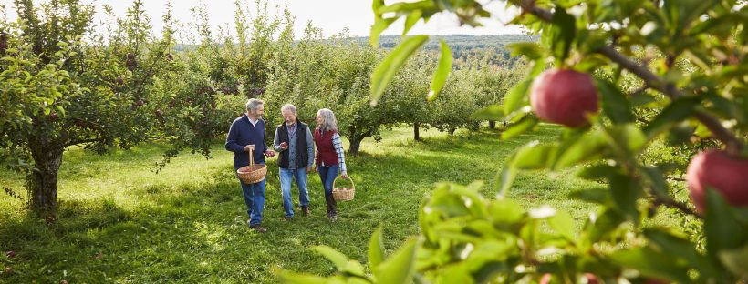 Picture of a family apple picking