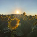 Picture of a sunflower field