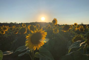 Picture of a sunflower field