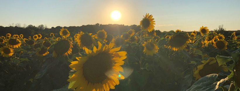 Picture of a sunflower field